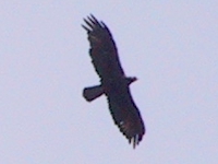 Golden eagle (Steinadler)