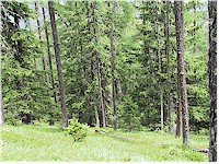 Alpine forest