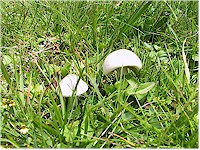 Fungi (Pilz)