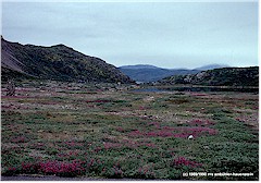 Wiese mit Blumen im Vordergrund, Berge im Hintergrund