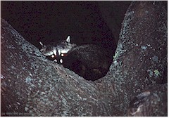 Waschbr auf Baum bei Nacht