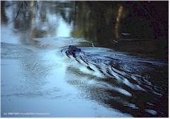 Schwimmender Biber