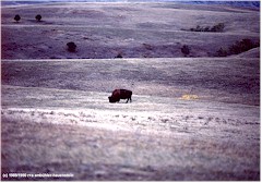 Einzelner weidender Bison