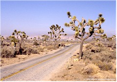 Asphaltierte Parkstrasse zwischen riesigen Joshua Trees