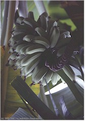 Palme mit Bananen