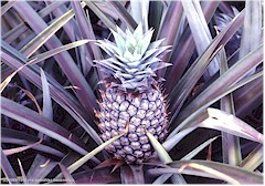 Ananas