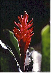 Rote Blte