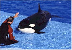 Trainer mit Orca