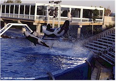 2 Orcas
