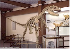 Dinosaurier-Skelett im Dinosaur National Monument in Colorado