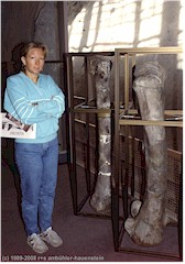 Susanne neben einem Dinosaurier-Beinknochen im Dinosaur National Monument in Colorado