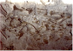 Versteinerte Dinosaurier-Knochen im Dinosaur National Monument in Colorado