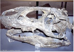 Dinosaurier-Schdel im Dinosaur National Monument in Colorado