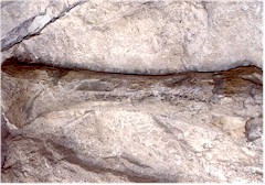Versteinerte Dinosaurier-Knochen im Dinosaur National Monument in Colorado