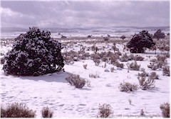 Verschneite Wstenlandschaft