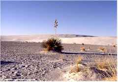 Yucca in der Gipssandwste