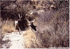 Muledeer - Maultierhirsche
