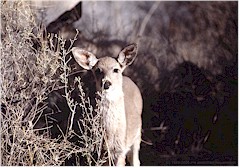 Junger Weisswedelhirsch (Whitetail Deer) im Big Bend NP