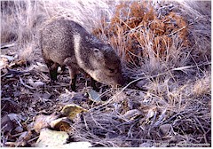 Wildschwein (Javelina) im Big Bend NP