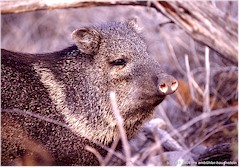 Wildschwein (Javelina) im Big Bend NP