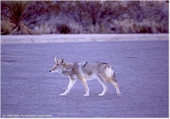 Koyote im Big Bend NP