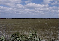 Weitlufiges Sumpfgebiet im Everglades NP
