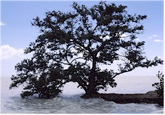 Wunderschner Baum direkt am Wasser im Everglades NP