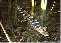 Junger Alligator im Everglades NP