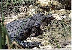 Ausgewachsener Alligator im Everglades NP