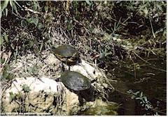 Zwei Wasserschildkrten im Everglades NP