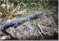 Alligator mit mchtigem Gebiss im Everglades NP
