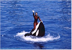 Trainerin mit Orca