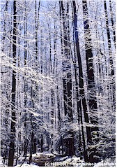 Frisch verschneiter Wald im Great Smoky Mountains NP