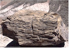 Versteinertes Stck Baumstamm im Petrified Forest NP