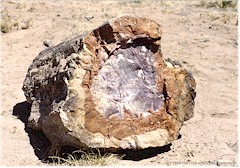 Versteinertes Stck Baumstamm im Petrified Forest NP