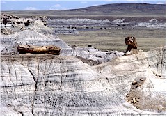 Versteinerte Baumstmme im Petrified Forest NP