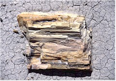 Versteinertes Stck Baumstamm im Petrified Forest NP
