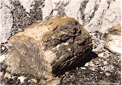 Versteinertes Stck Baumstamm im Petrified Forest NP