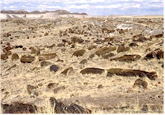 Verstreute versteinerte Holzstcke im Petrified Forest NP