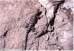 Eidechse im Grand Canyon