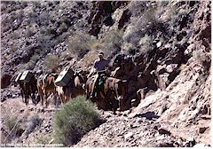 Parkranger mit Pferden und Maultieren auf dem Weg aus dem Grand Canyon
