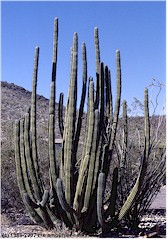 Organ Pipe Cactus (Orgelpfeifenkaktus) im Organ Pipe Cactus NM