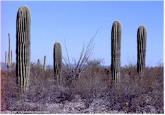 Saguaro-Kakteen im Organ Pipe Cactus NM