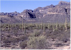 Wstenlandschaft im Organ Pipe Cactus NM