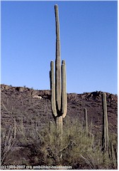 Saguaro-Kaktus im Organ Pipe Cactus NM