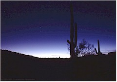 Saguaro in der Abenddmmerung im Organ Pipe Cactus NM