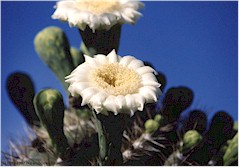 Sagurao-Blten im Organ Pipe Cactus NM