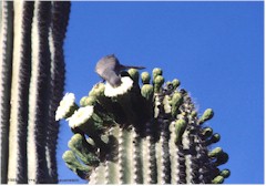 Wstentaube trinkt aus Saguaro-Blte im Organ Pipe Cactus NM