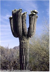 Saguaro-Kaktus mit Blten im Organ Pipe Cactus NM