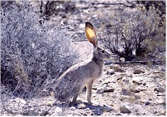 Jackrabbit (Wstenhase) im Organ Pipe Cactus NM
